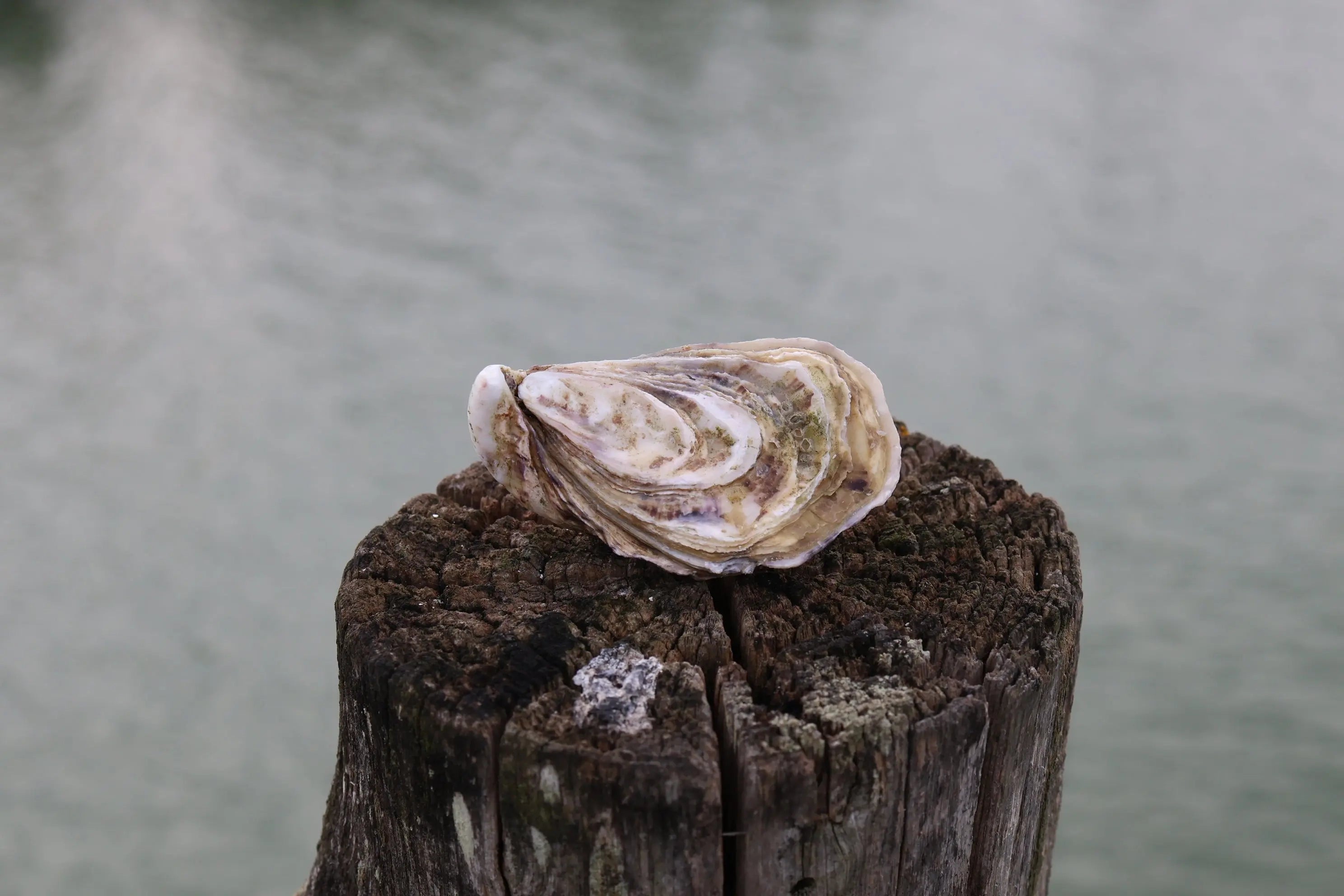 Fines de Claire Oysters IGP Lamaison