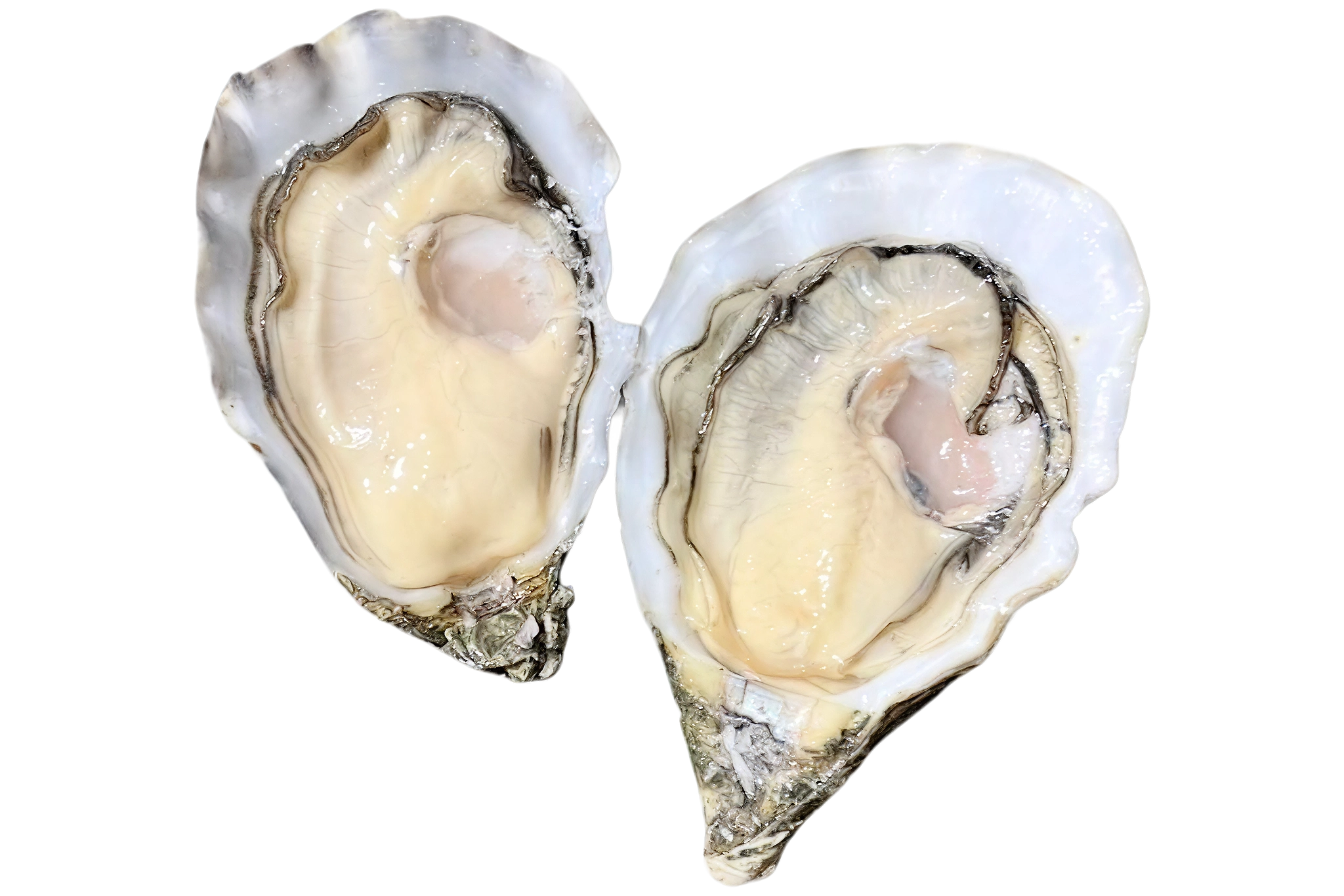 Prestige Lamaison Oysters