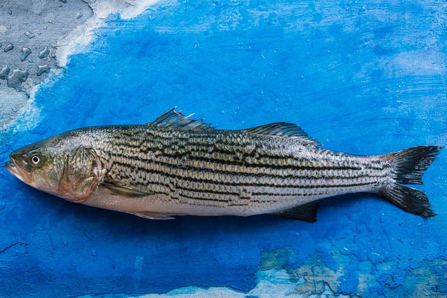Wild Striped Bass (NB) - 2 kg