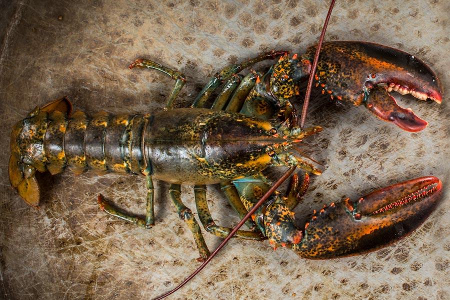 homard vivant québec