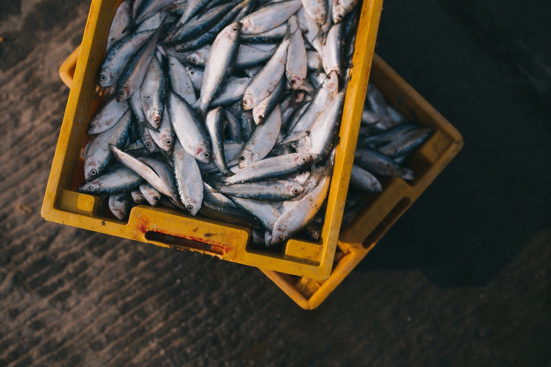 Poissons congelés