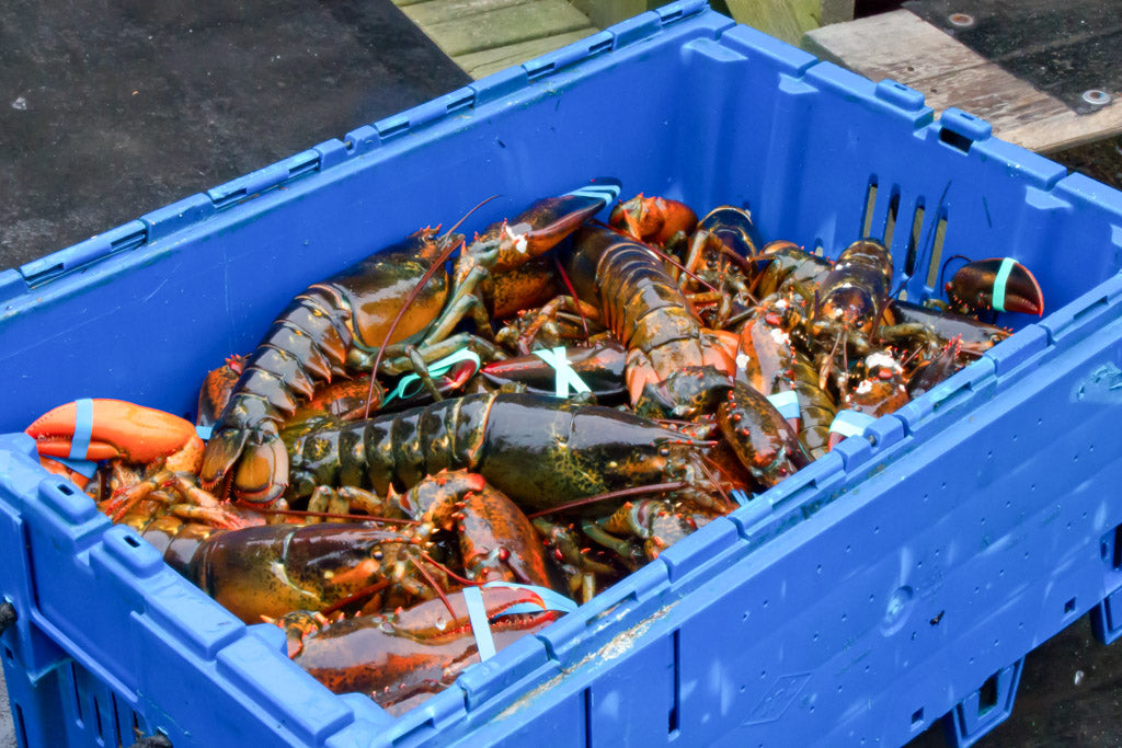 Live Lobster 1.5 lbs QC - Case of 100 lbs
