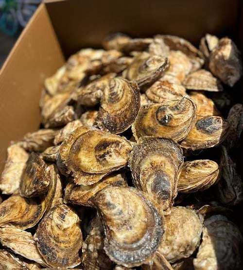 Murphy's Lucky Charms Cocktail Oysters - 100 ct