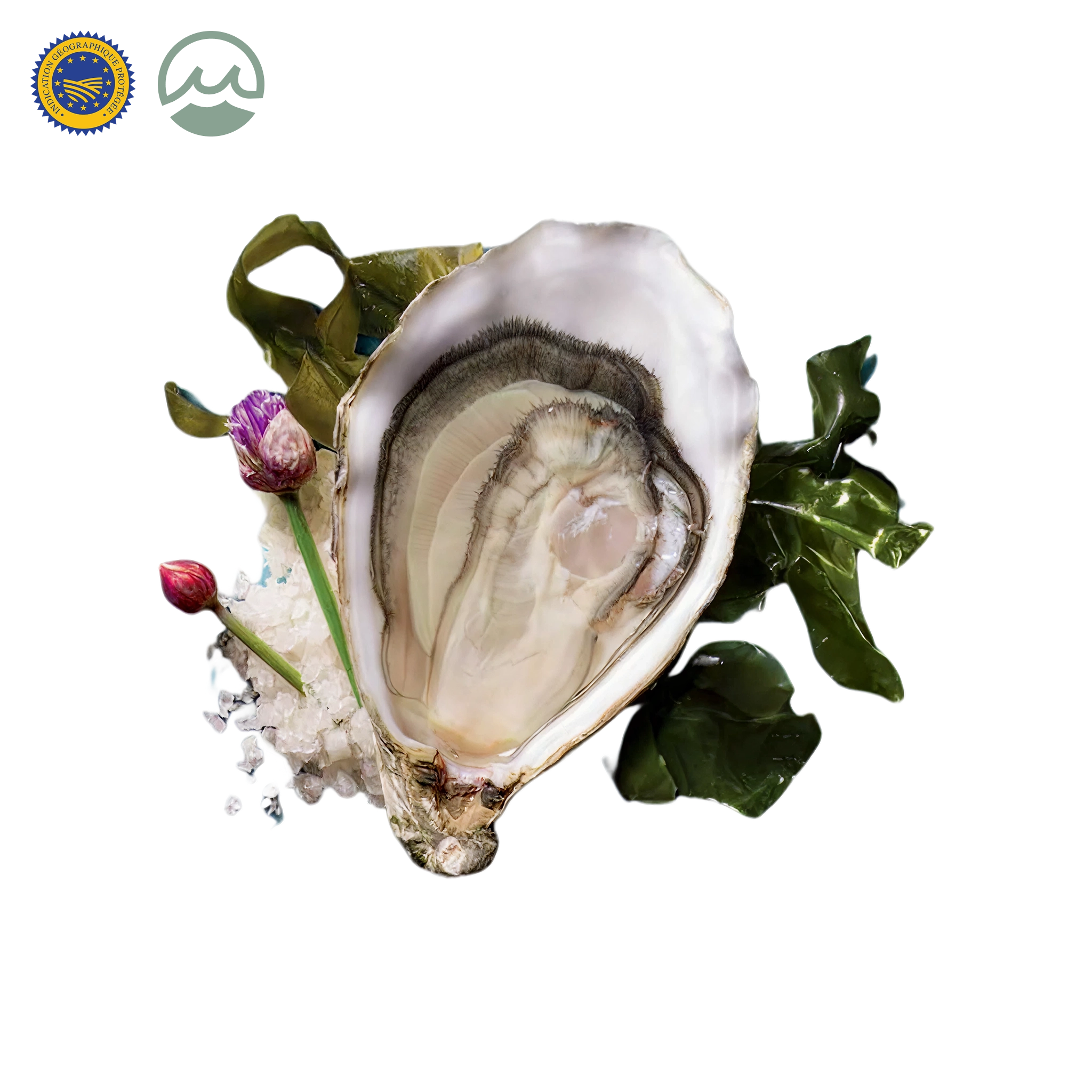 Fines de Claire Oysters IGP Lamaison