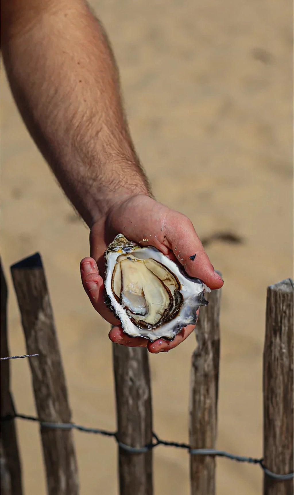 Prestige Lamaison Oysters