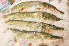 Brochet - 1.5 kg