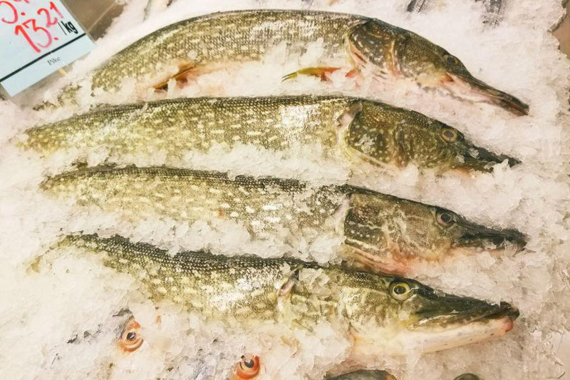 Brochet - 1.5 kg