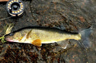 Doré de lac