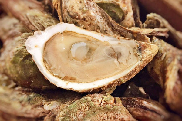 Huîtres de Cascumpec - Sweet Oyster FR