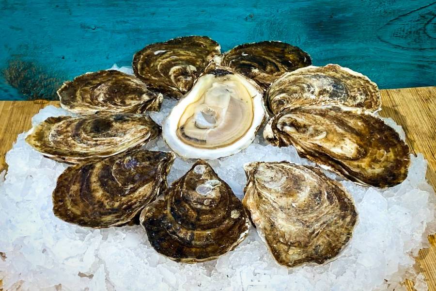 ouvre huitres  Oysterolaser by Oystercare