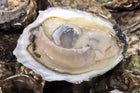 huitres pemaquid