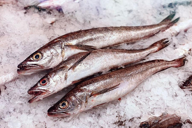 Is Whiting Fish Healthy