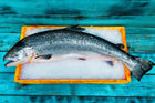 saumon atlantique entier